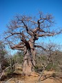 Baobab