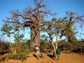 Baobab & .…
