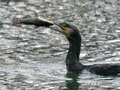 kormoran i riba