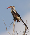 Hornbill - lju…