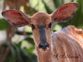 nyala