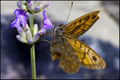 Lavanda