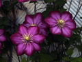 Clematis