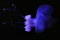 meduza
