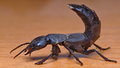 Škorpion domać…