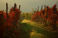 Jesen u vinogr…