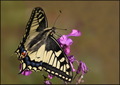 Papilio machao…