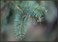 Picea abies za…