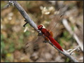 Crocothemis er…