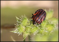 Graphosoma ita…