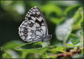 Melanargia gal…