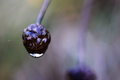 Maleno_cudovis…