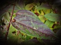 Bubamarica