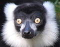 lemur