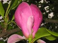 Cvijet magnoli…