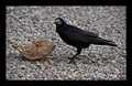 ... Crna vrana…