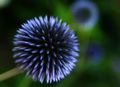 blue flower