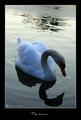 Swan...