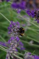 lavanda