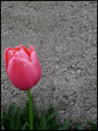 Tulipan