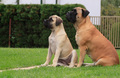 Frida & Ra…