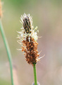 Plantago lance…