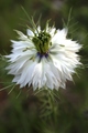 Nigella damasc…