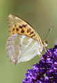 Argynnis paphi…