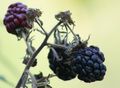 Rubus fruticos…