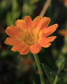 Calendula offi…