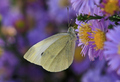 Pieris brassic…