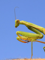 Miss Mantodea …