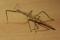 Phasmatodea! :D