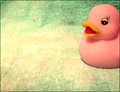 quack-quack