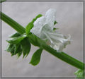 cvijet bosiljka