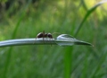 mrav na pojilu
