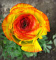 Ranunculus Asi…