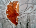 frozen leaf