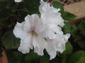 Bijeli cvijet