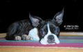 Boston Terrier…