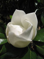 Magnolija