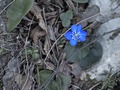 Plavi cvijet