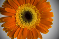 Gerbera