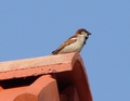 Vrabac na krov…