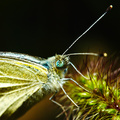 Buterfly_2