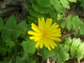 sumsko sunce