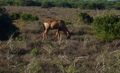 red hartebeest