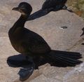 kormoran