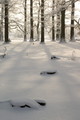Snježna šuma