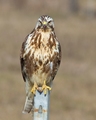 škanjac-Buteo …